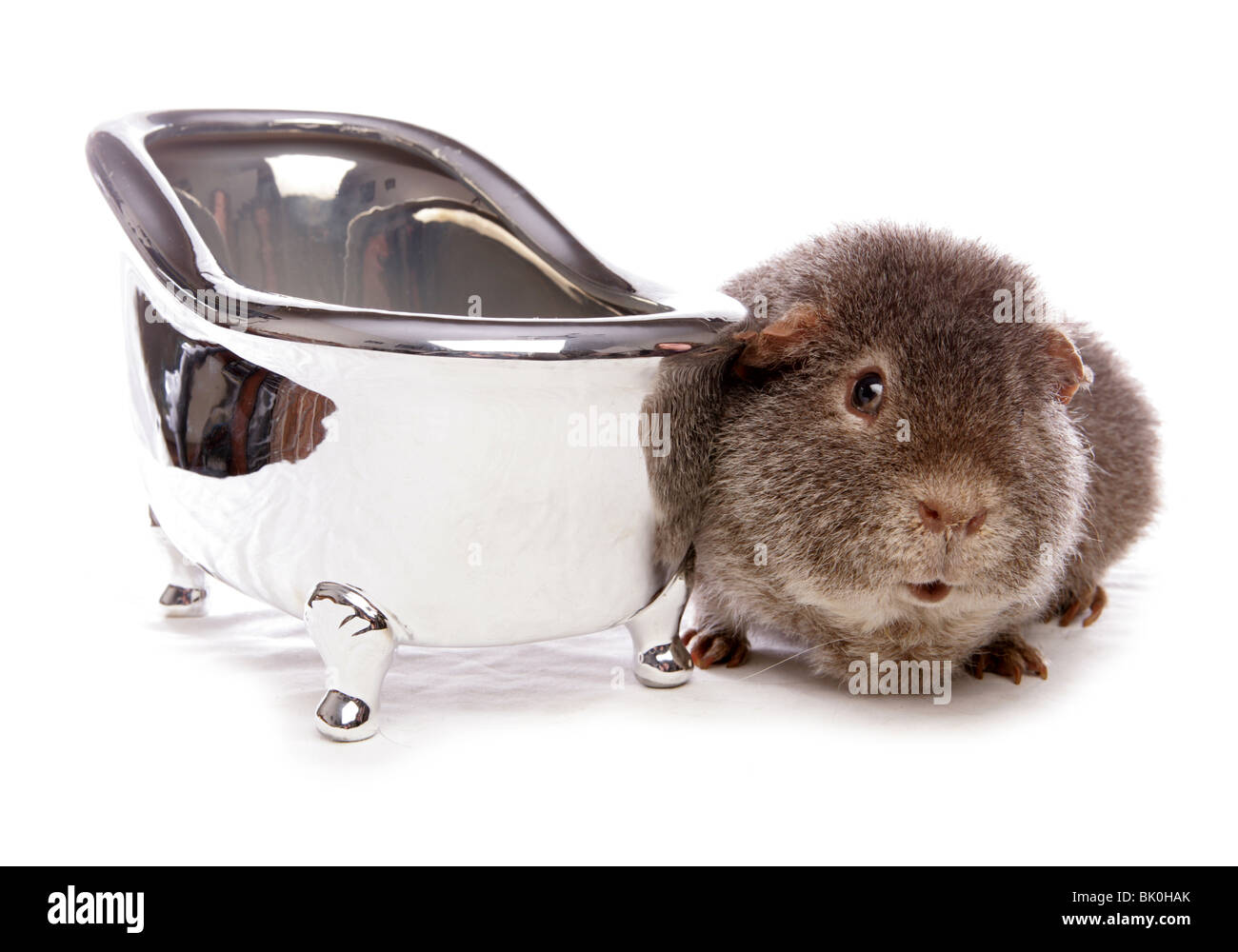 Cobaye Cavia porcellus domestique adulte seul reposant à côté d'une baignoire Studio, UK Banque D'Images