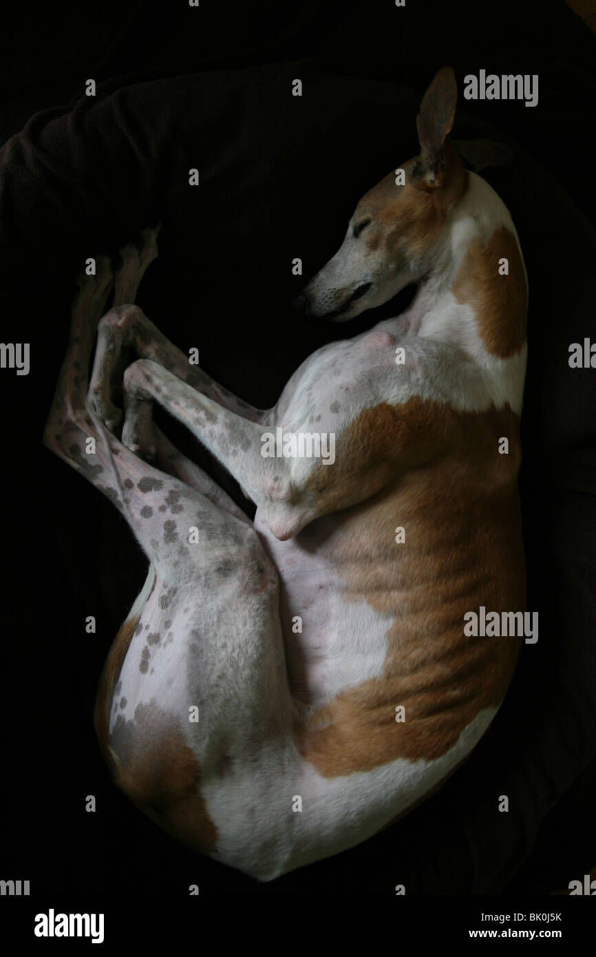 Un coin couchage Chien Greyhound, comme vu de dessus. Banque D'Images