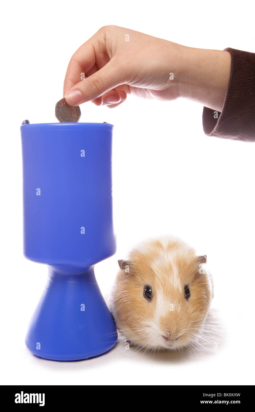 Cobaye Cavia porcellus domestique adulte seul se reposer à côté de la charité collection box Studio, UK Banque D'Images