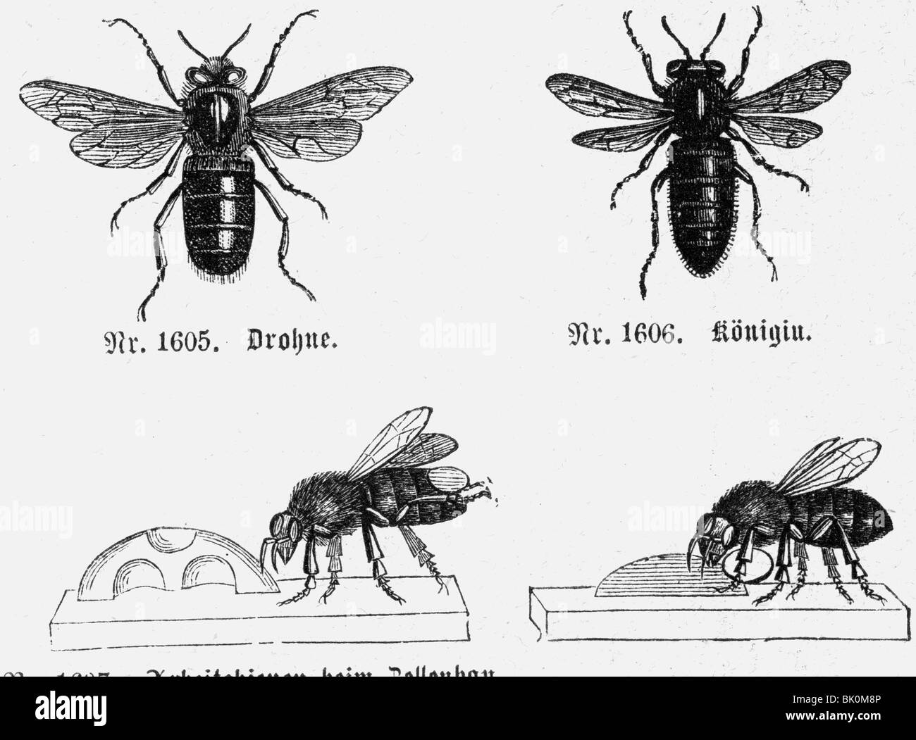 Zoologie, insectes, abeilles (Apis mellifera), drone, reine et ouvrier, gravure sur bois, Allemagne, XIXe siècle, animaux, abeilles, historique, Banque D'Images
