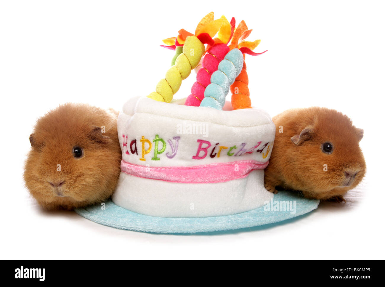 Cobaye Domestique Cavia Porcellus Portrait De Deux Adultes Se Reposant A Cote De Gateau Anniversaire Hat Studio Uk Photo Stock Alamy