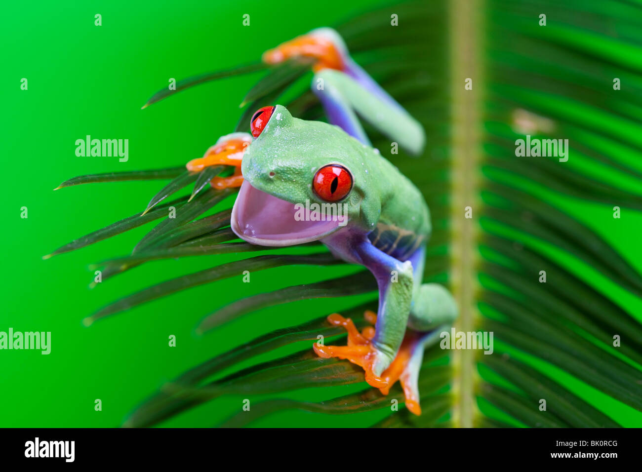 Red eyed tree frog assis sur feuille verte Banque D'Images