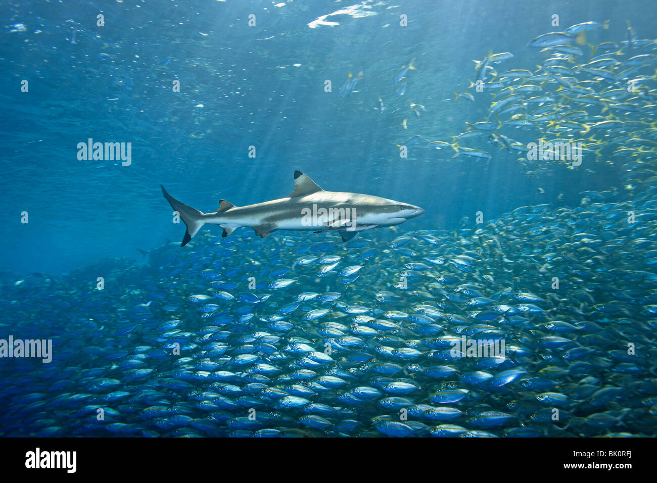 Requin Carcharhinus melanopterus requin, nage, sur un immense banc de poissons. Uepi Island Îles Salomon Banque D'Images