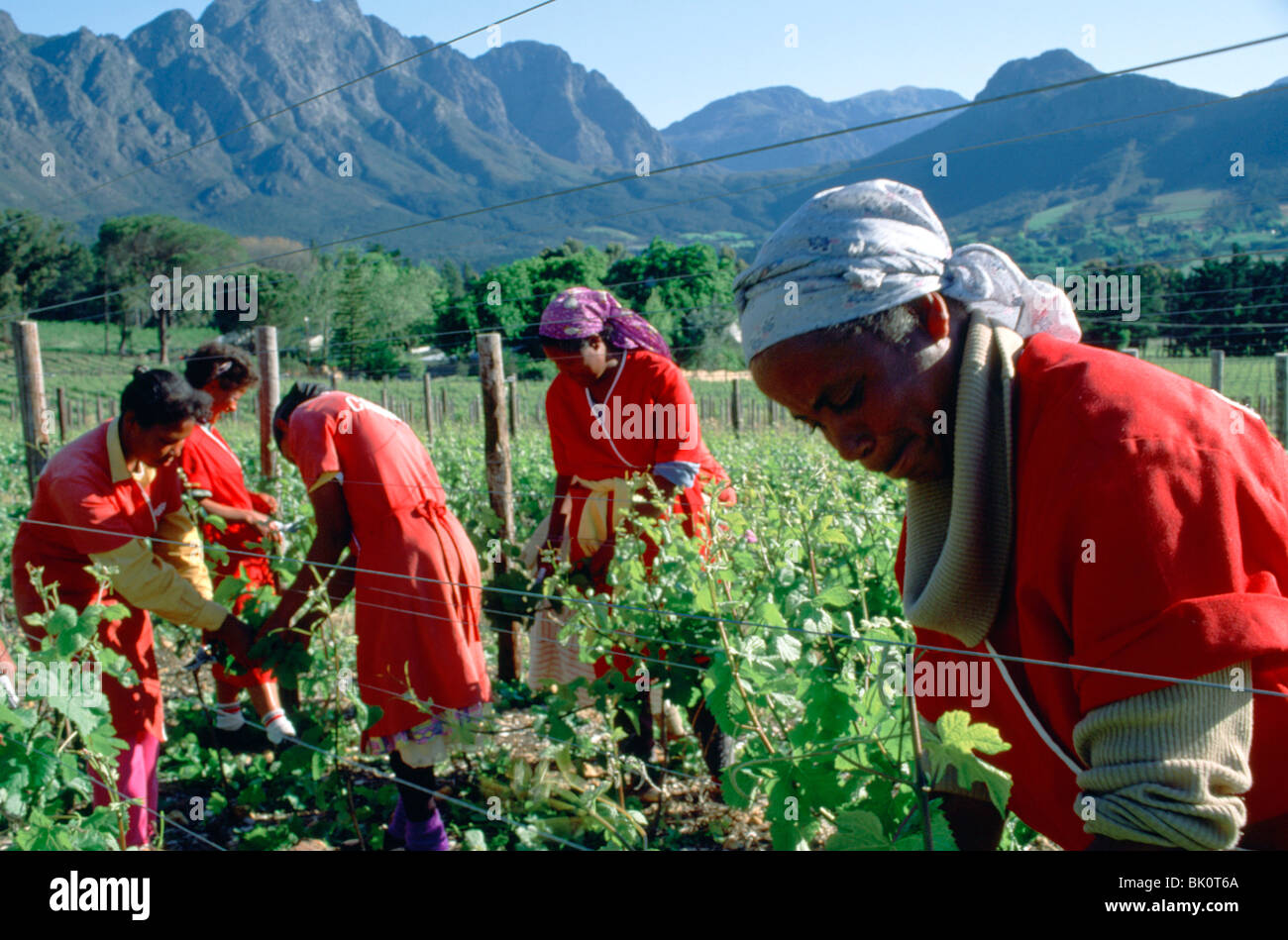 Les femmes travaillant dans les champs d'un établissement vinicole du Cap, Afrique du Sud. Banque D'Images