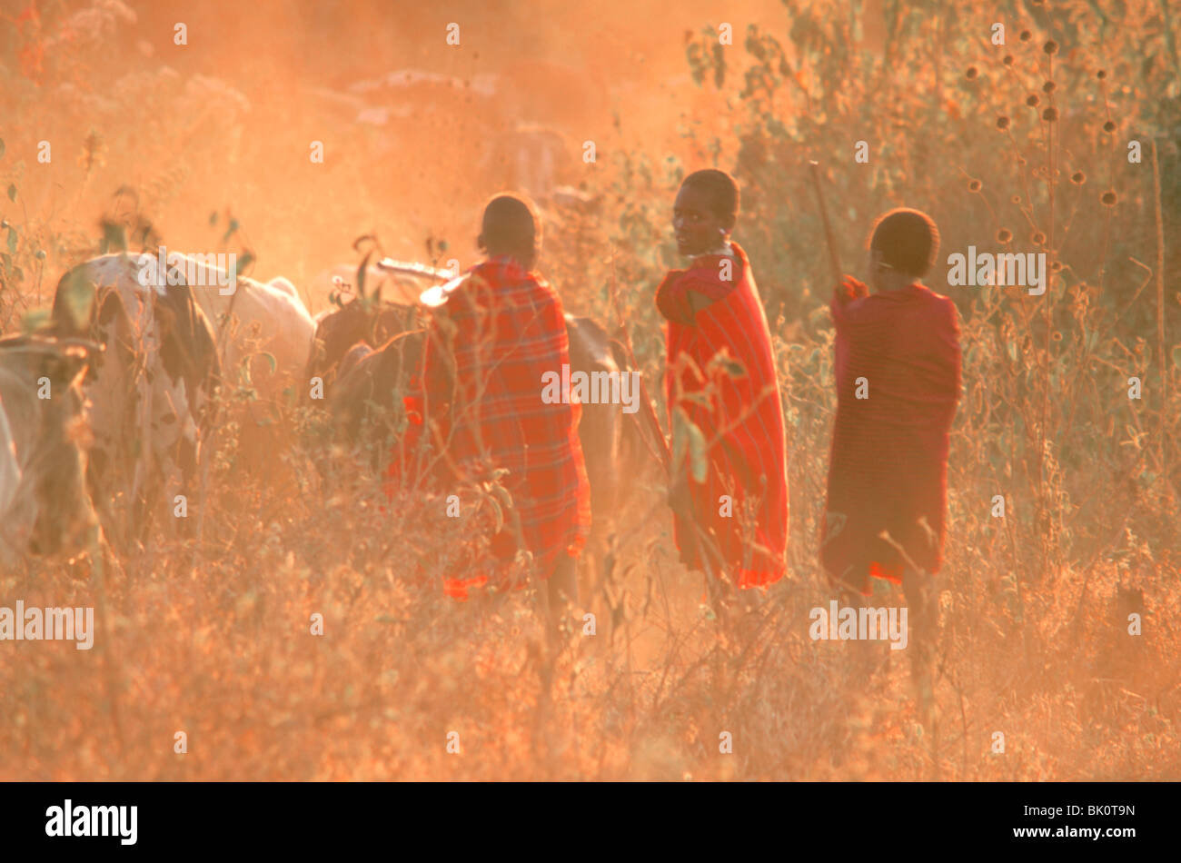 Les jeunes avec leur troupeau de bovins Masai au coucher du soleil, en Tanzanie. Banque D'Images