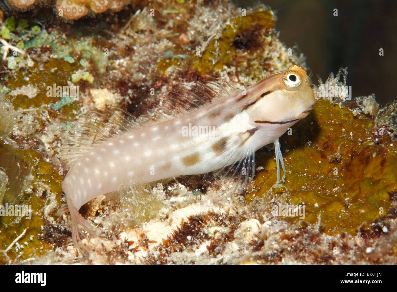 Blennies Yaeyama, Ecsenius yaeyamaensis Banque D'Images