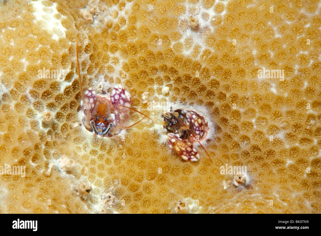 L'ermite corail, Paguritta sp Banque D'Images