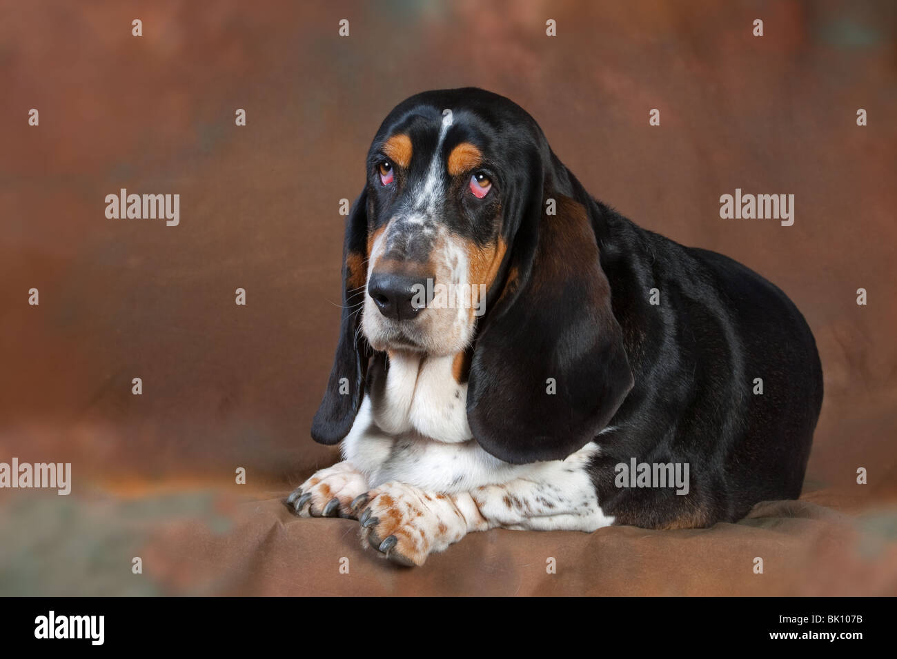 Portrait de Basset Hound à la maison Banque D'Images