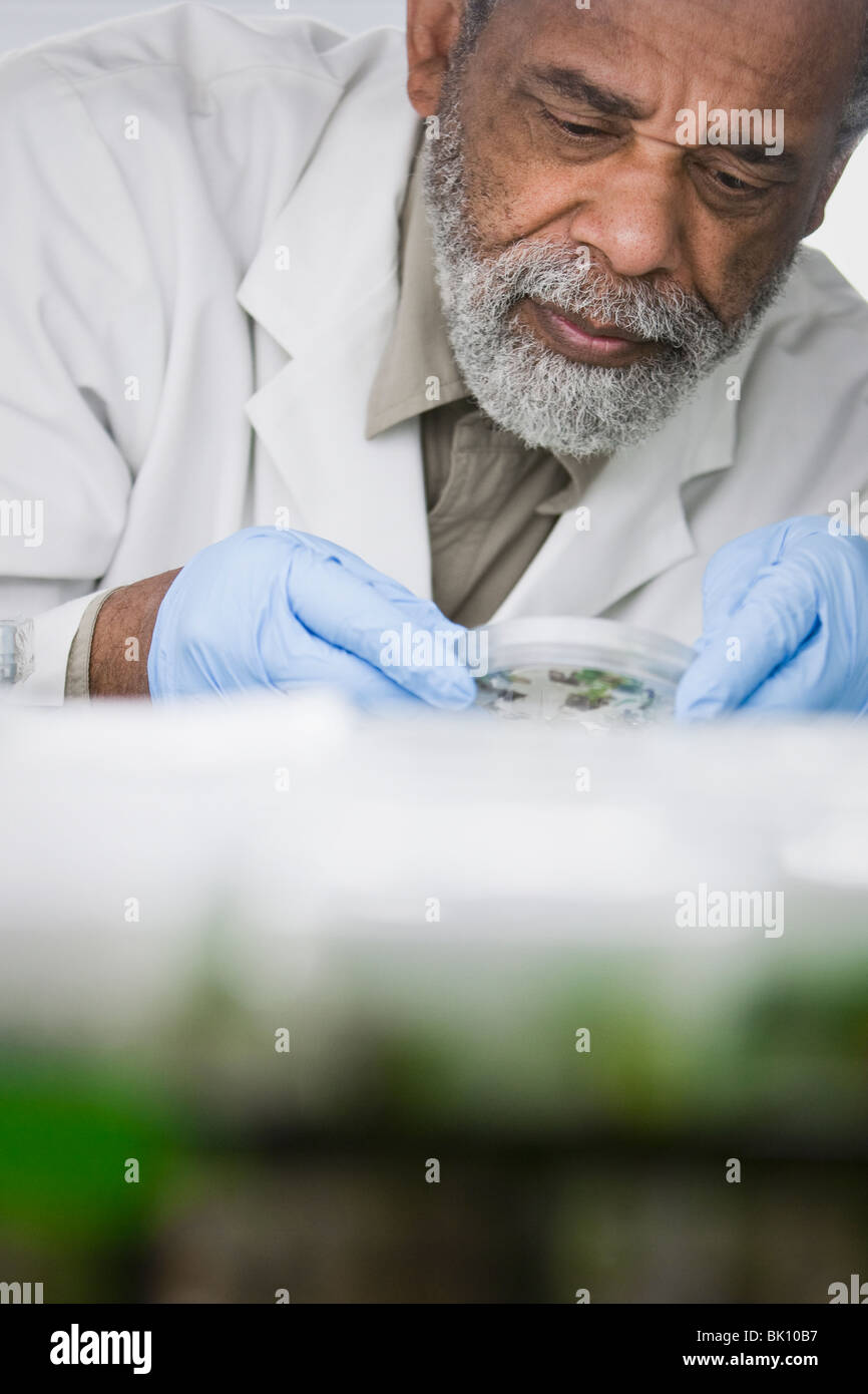 African American Scientist working in laboratory Banque D'Images