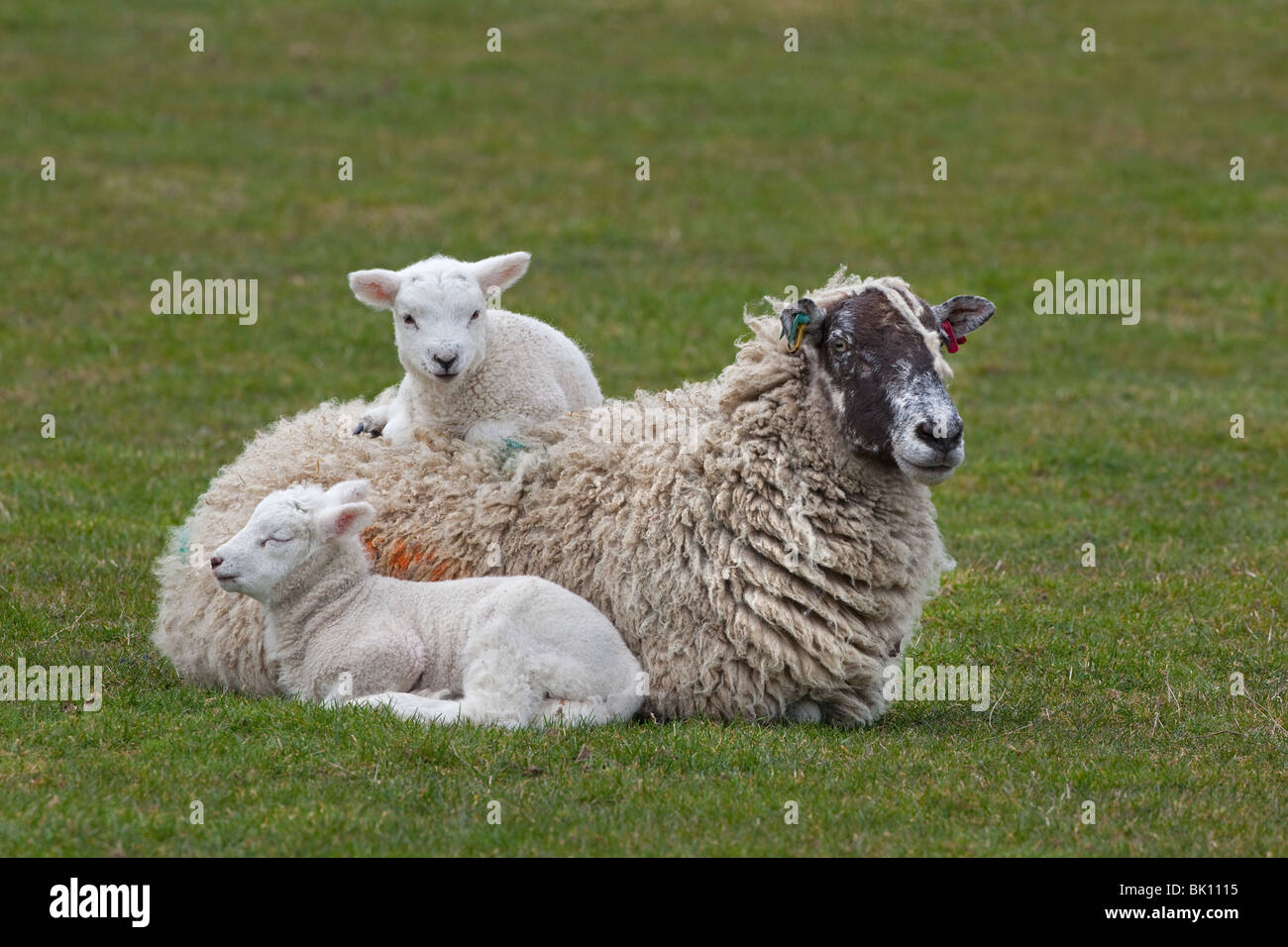 Confortablement assis sur les mères d'agneau dos laineux Norfolk Mars Banque D'Images