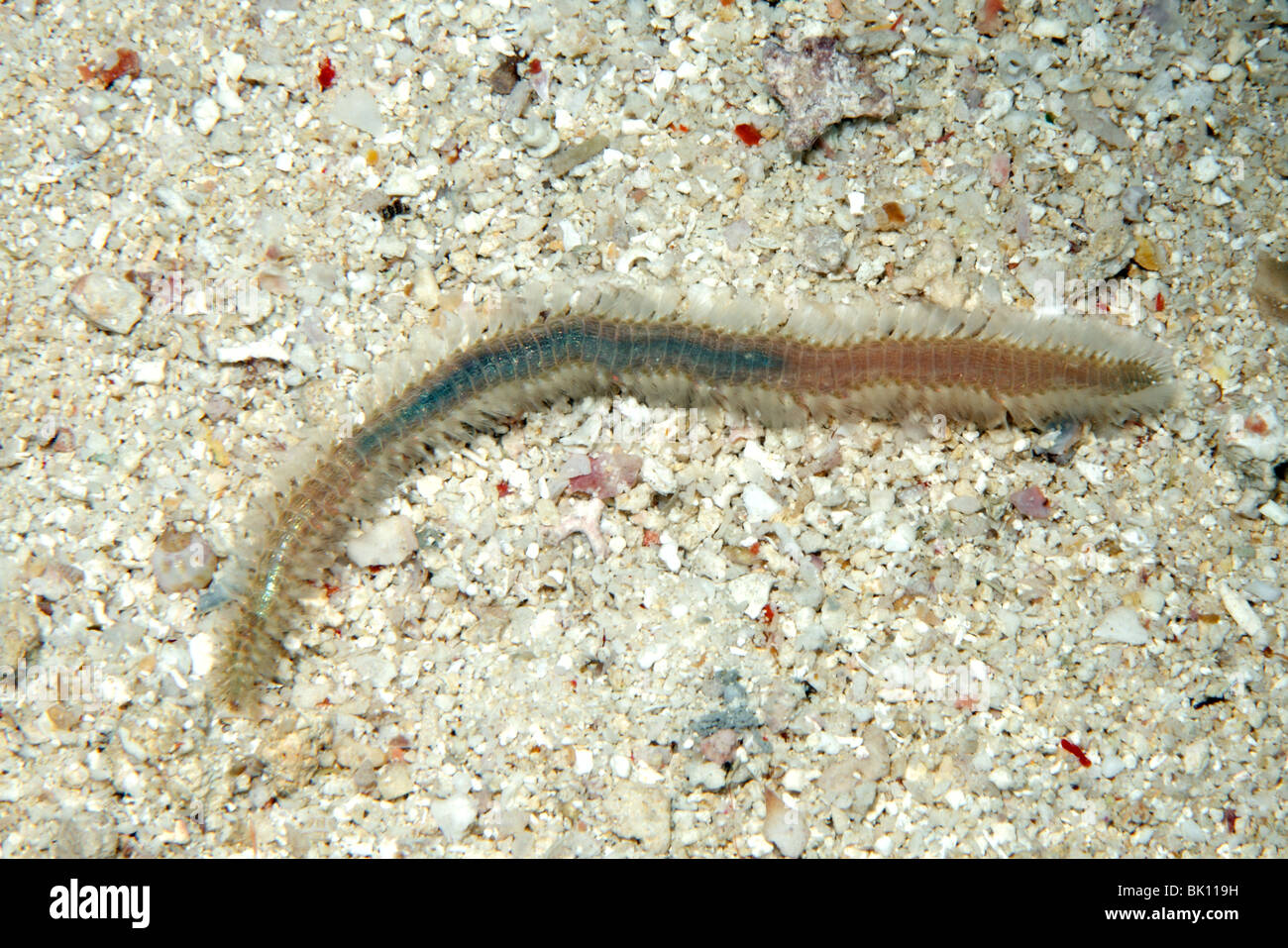 Tordeuse des canneberges, Marine ou bristleworm Chloeia, sp, ou Pherecardia sp. Banque D'Images