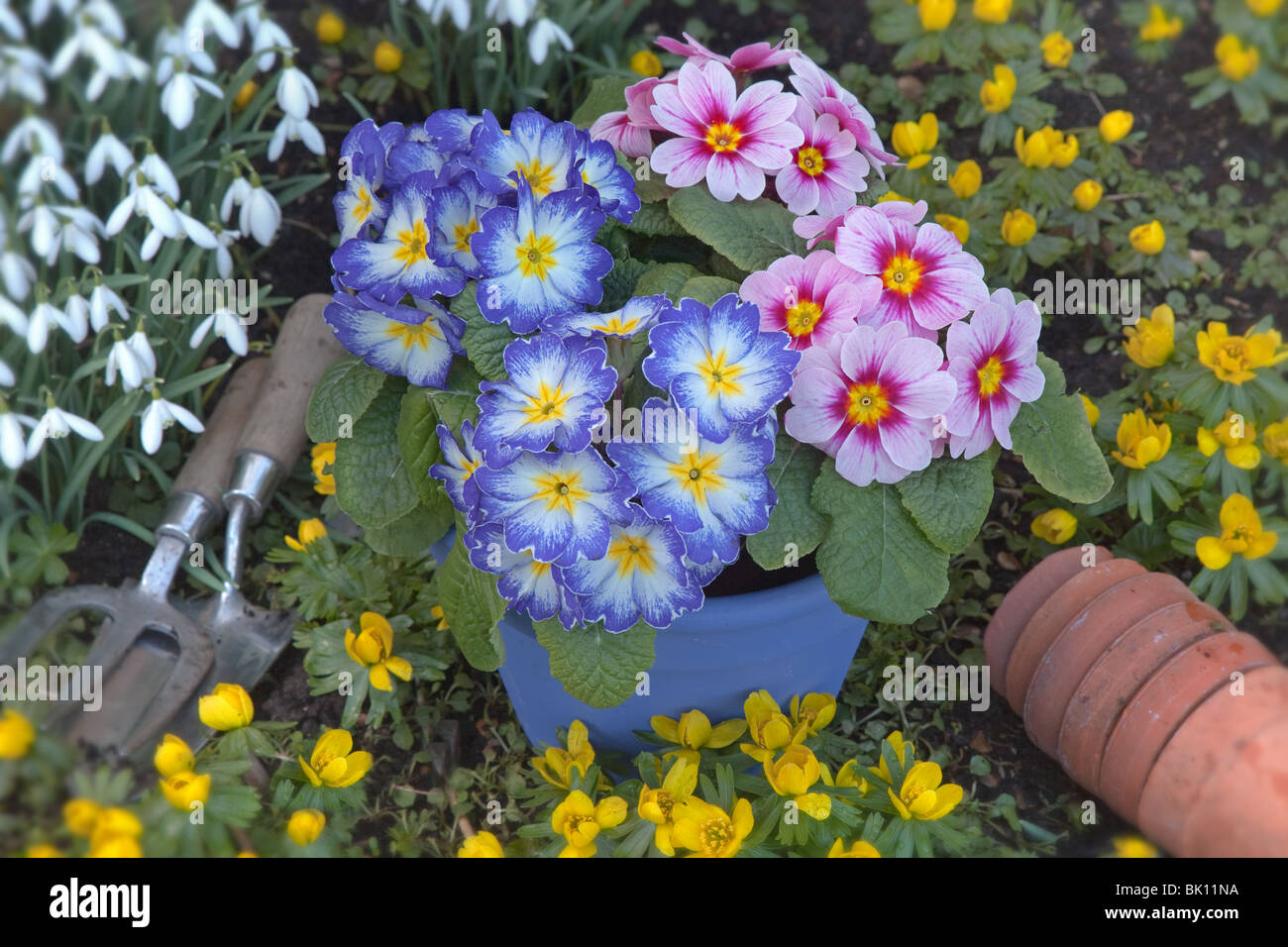 Bleu et rose Polyanthus prêt pour les planter en hiver avec Aconites et perce-neige dans le jardin Banque D'Images