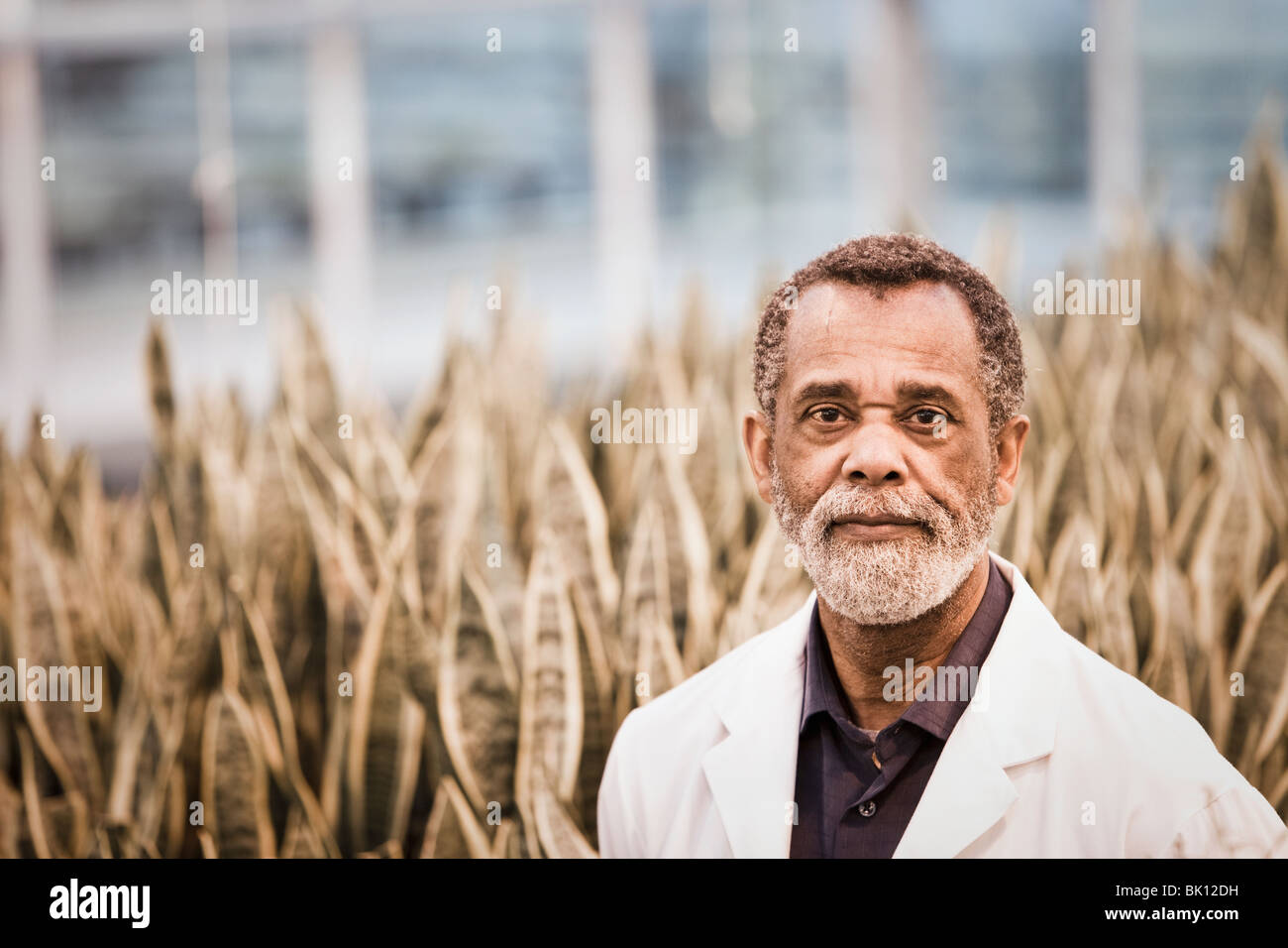 African American Scientist working in greenhouse Banque D'Images