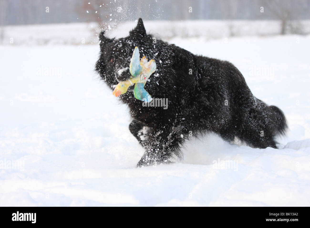 Hollandse Herder Banque D'Images