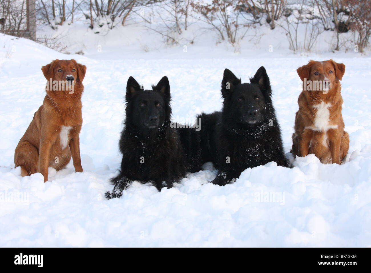 Nova Scotia Duck Tolling Retriever et Hollandse Herder Banque D'Images