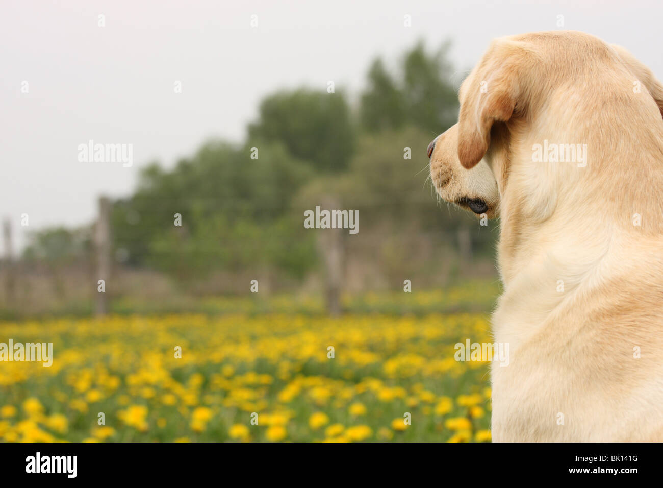 Labrador Retriever blond Banque D'Images