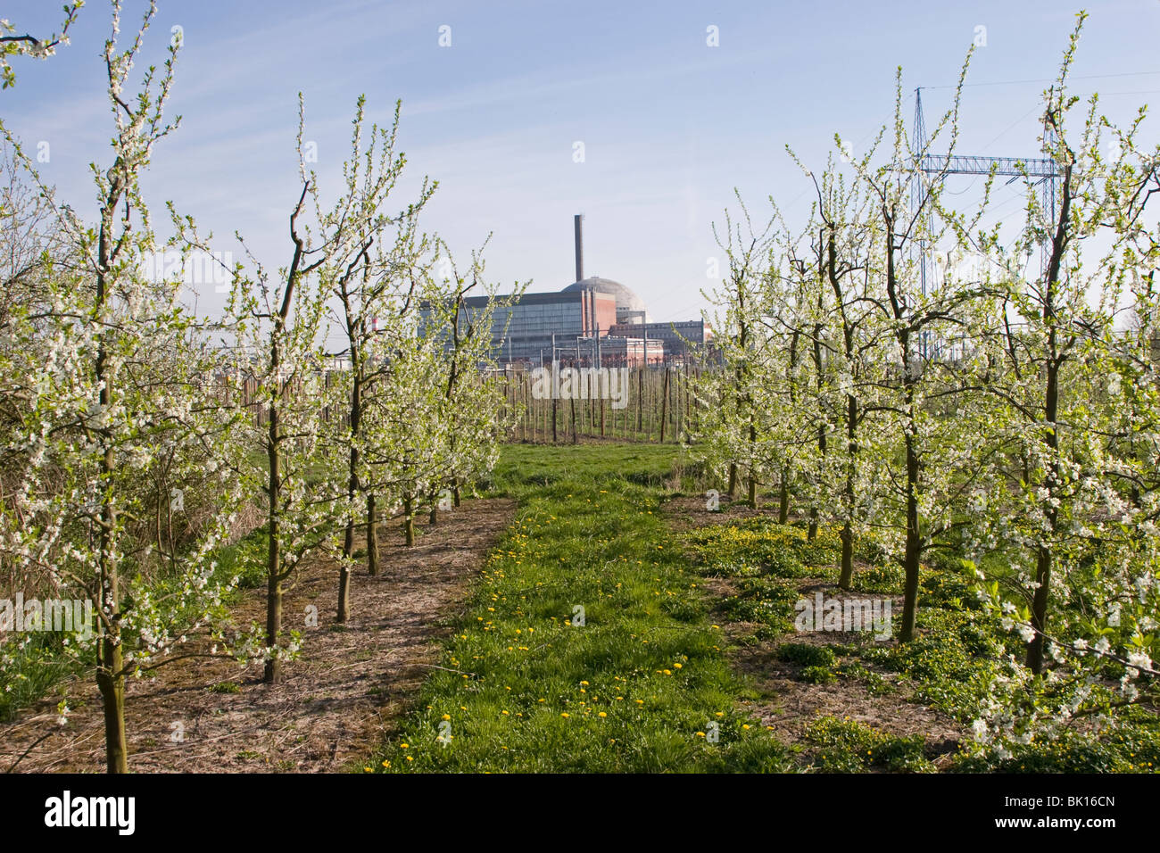 Centrale nucléaire inopérant avec cherry blossom Banque D'Images