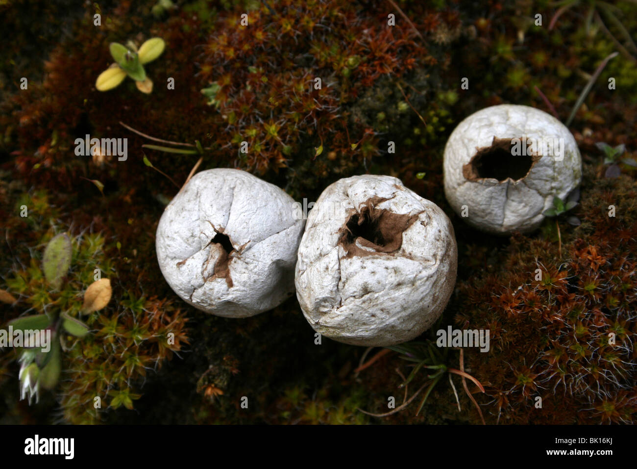Lycoperdon perlatum Vesse-de-commune Côte de Sefton, Merseyside, Royaume-Uni Banque D'Images
