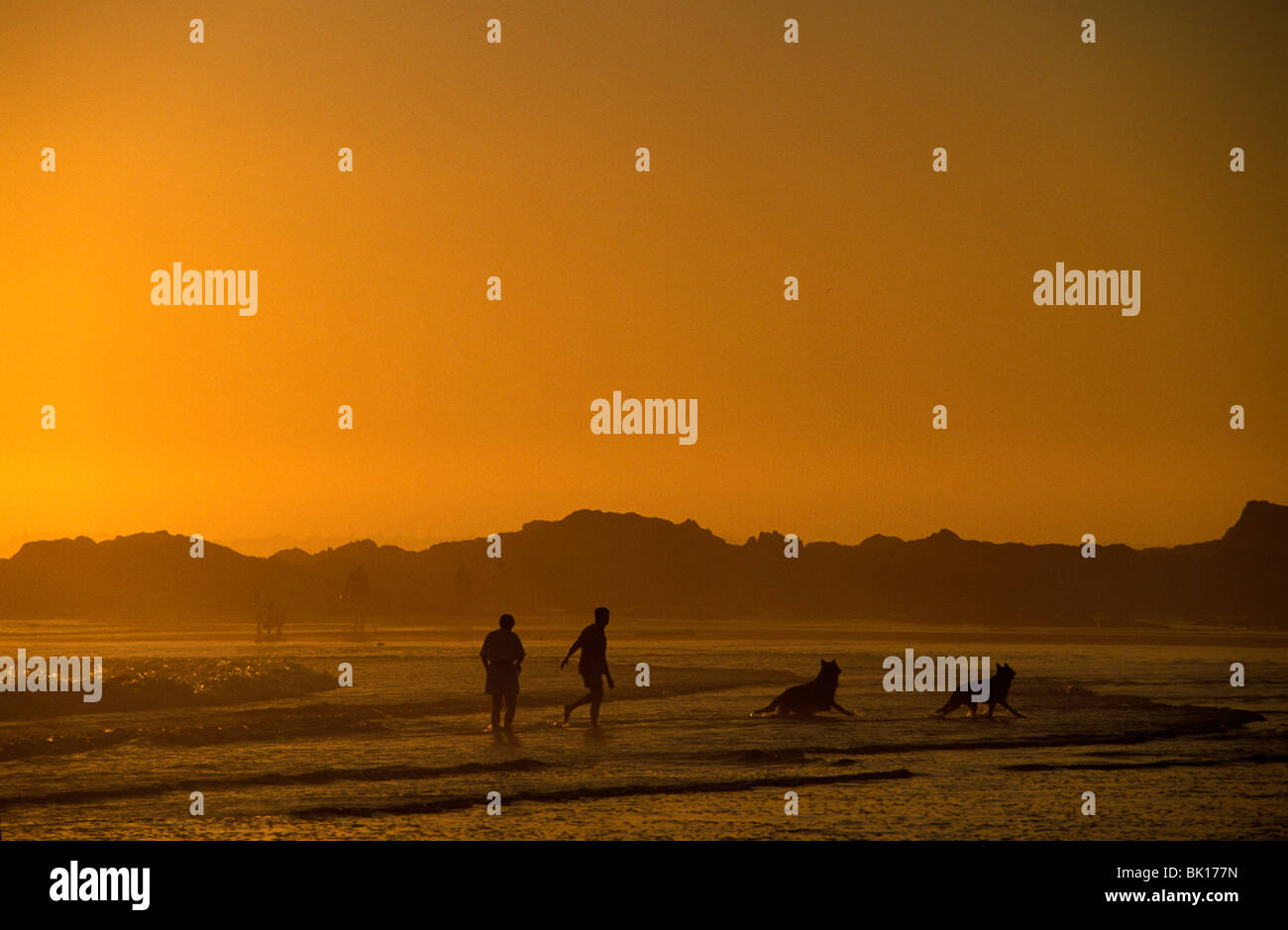 L'Afrique du Sud, Cape Town, promener le chien sur la plage Banque D'Images