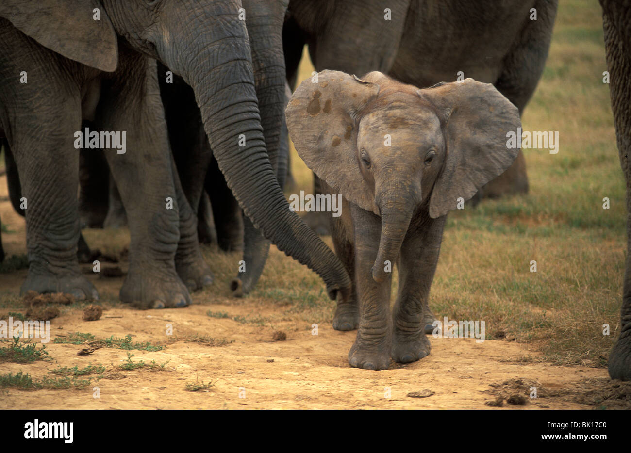 L'Afrique du Sud, l'Addo Elephant Park Banque D'Images