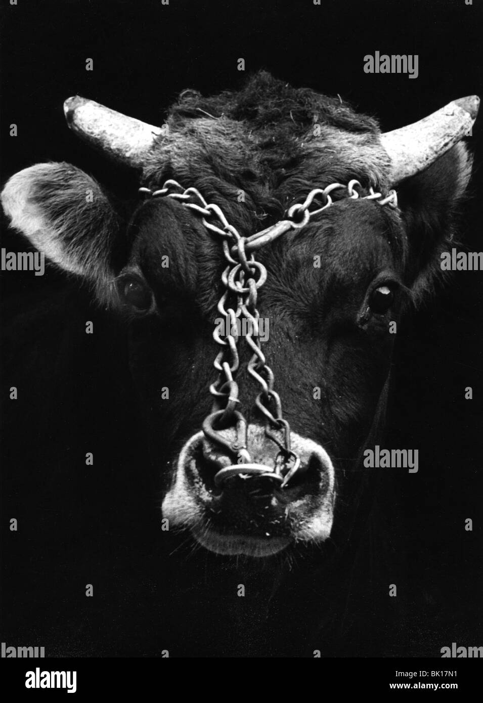 Bull enchaîné. Banque D'Images