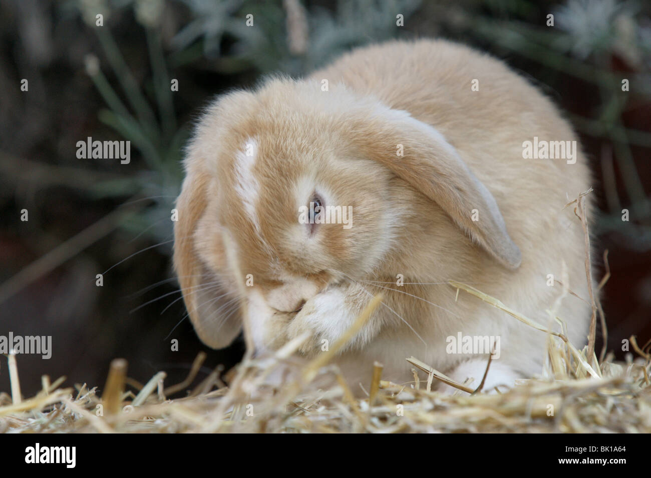 nain lop Banque D'Images