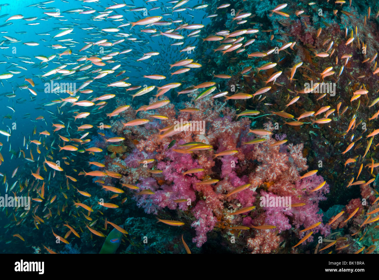 Corail riche et patch fusiliers , la mer d'Andaman, Richelieu Rock Photo  Stock - Alamy