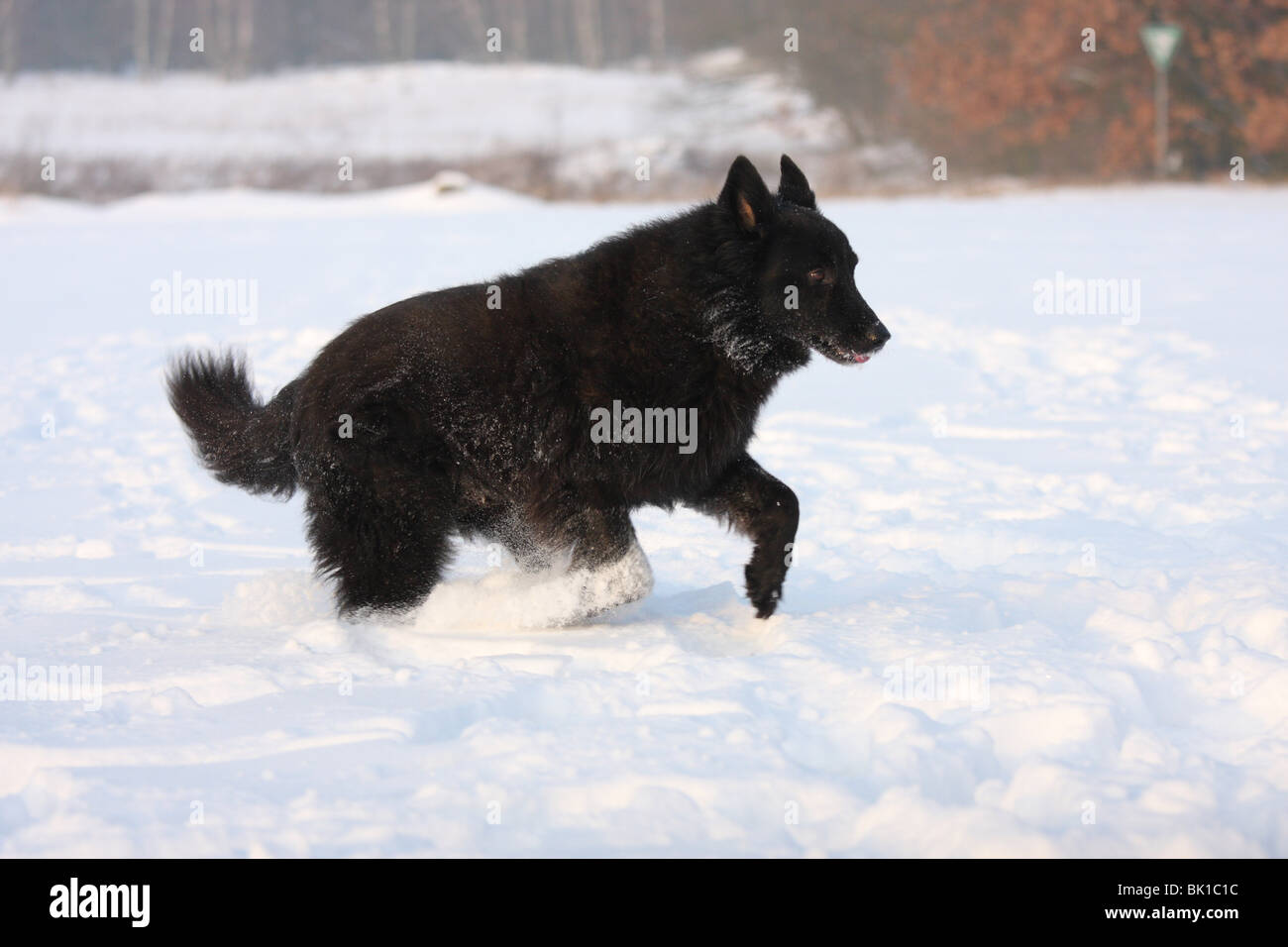Hollandse Herder Banque D'Images