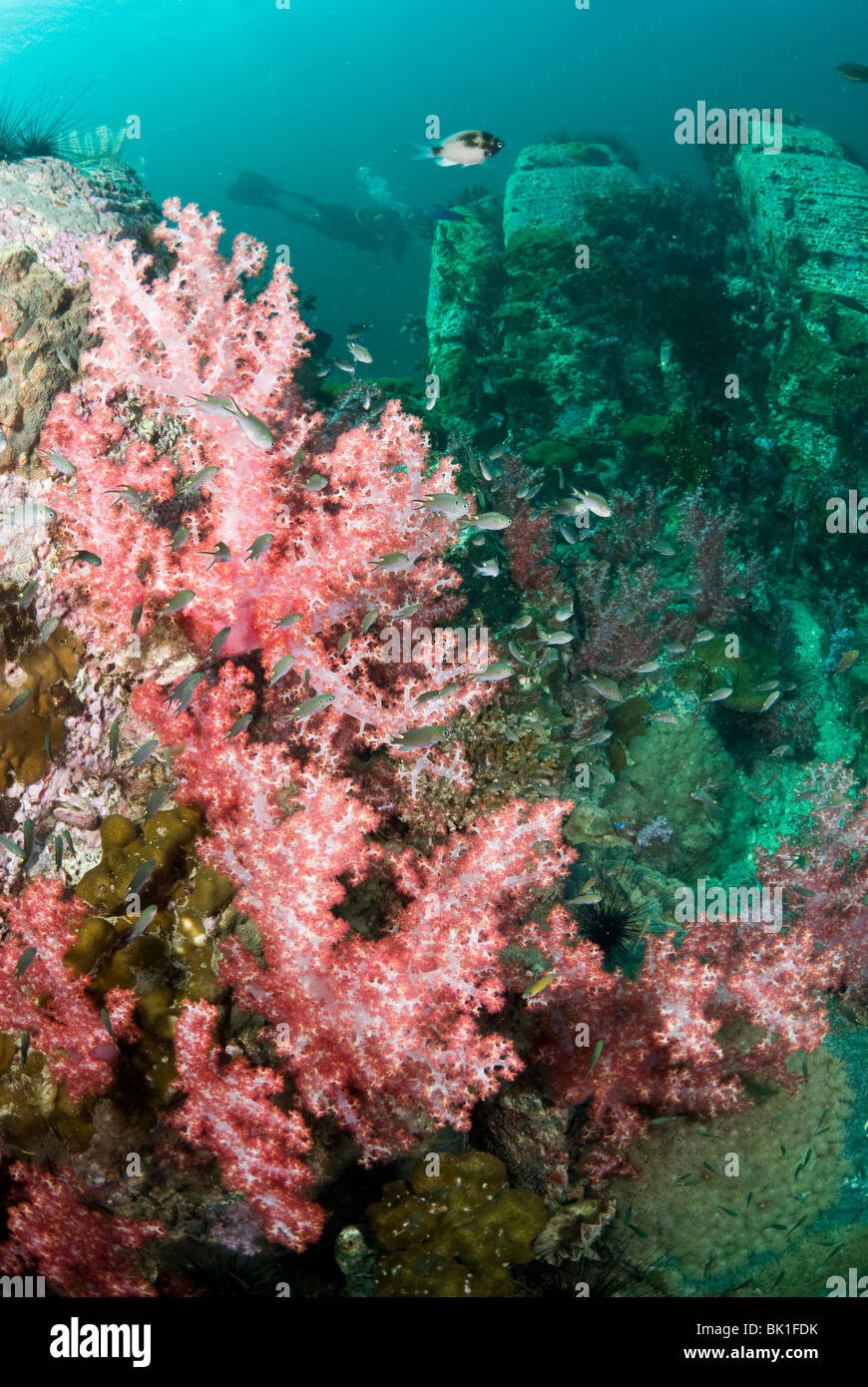 Coral reef, Ko Lipe, la mer d'Andaman, Thaïlande Banque D'Images