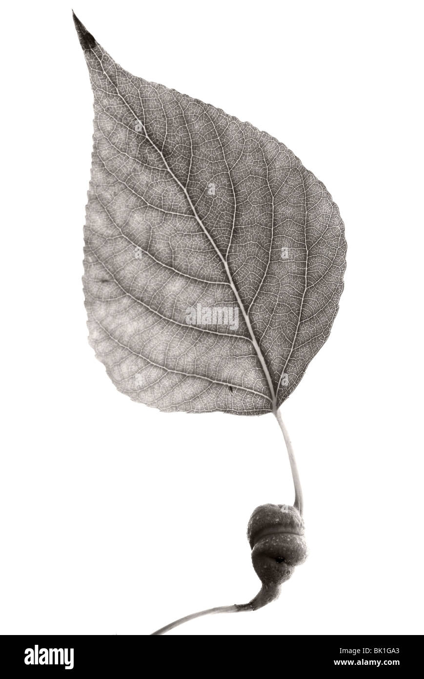 Feuille d'isolé sur fond blanc. Banque D'Images