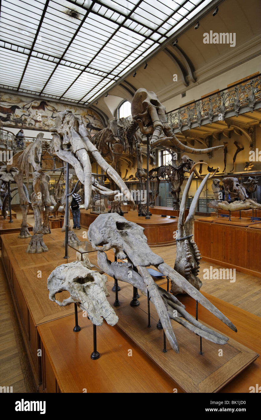 Exposition dans un musée de l'Histoire Naturelle de Paris Banque D'Images