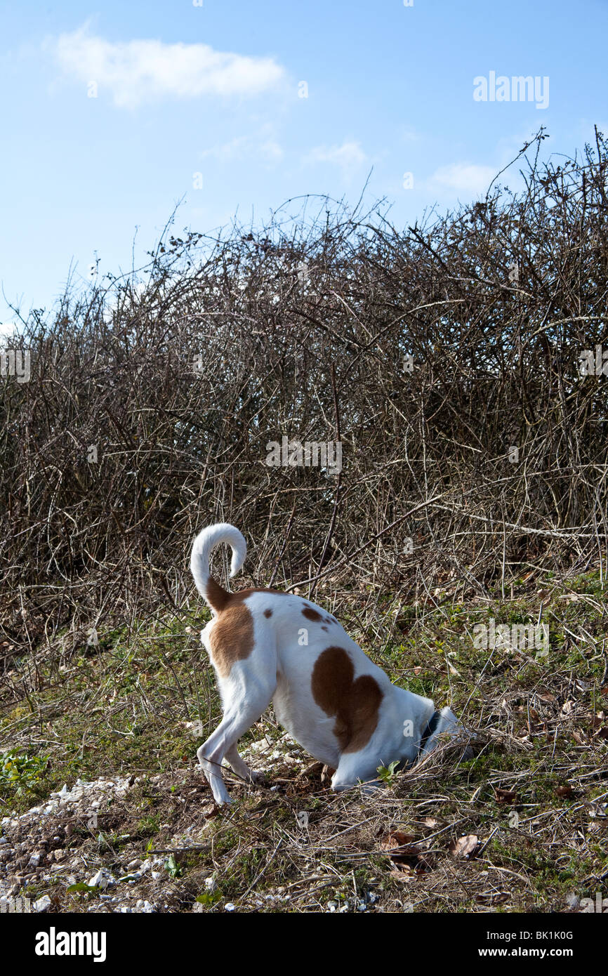 Tan et blanc chien bâtard d'enquêter sur un trou de lapin, Hampshire, Angleterre. Banque D'Images