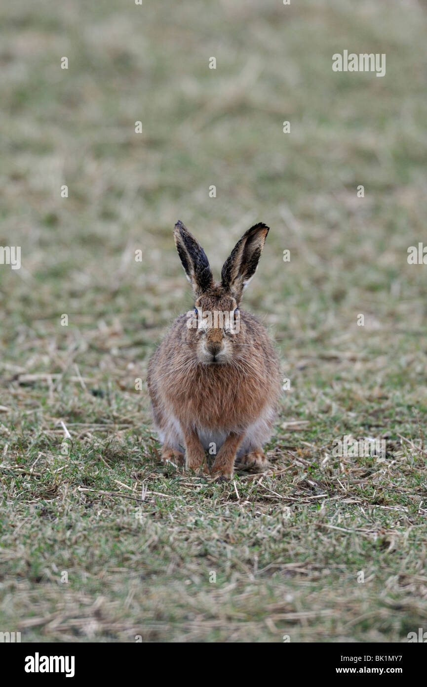 Lièvre brun (Lepus europaeus) Banque D'Images