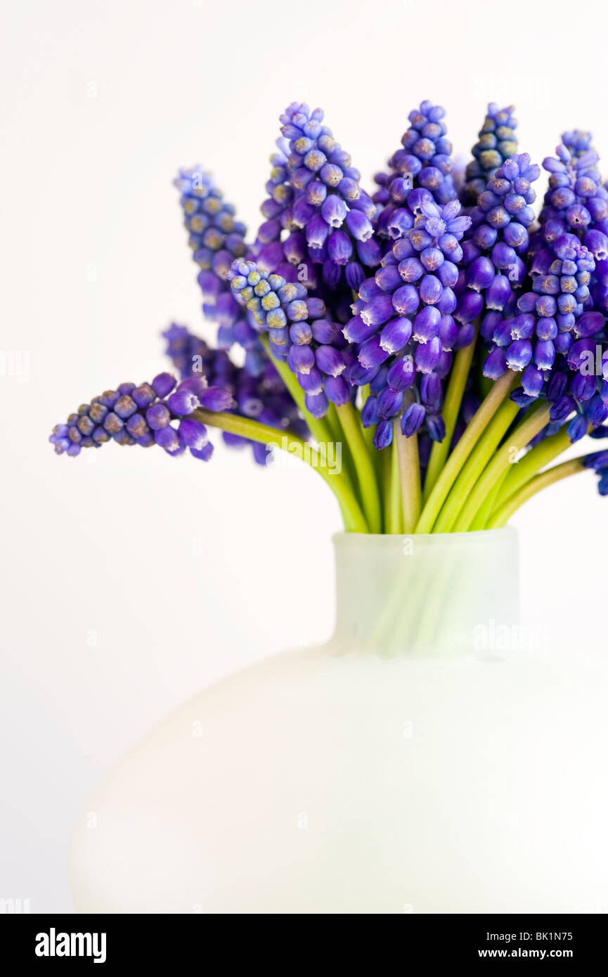 Bouquet de muscari ou muscaris dans un vase peut sur un fond blanc. Banque D'Images