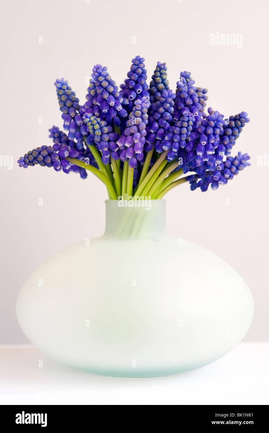 Bouquet de muscari ou muscaris dans un vase peut sur un fond blanc. Banque D'Images