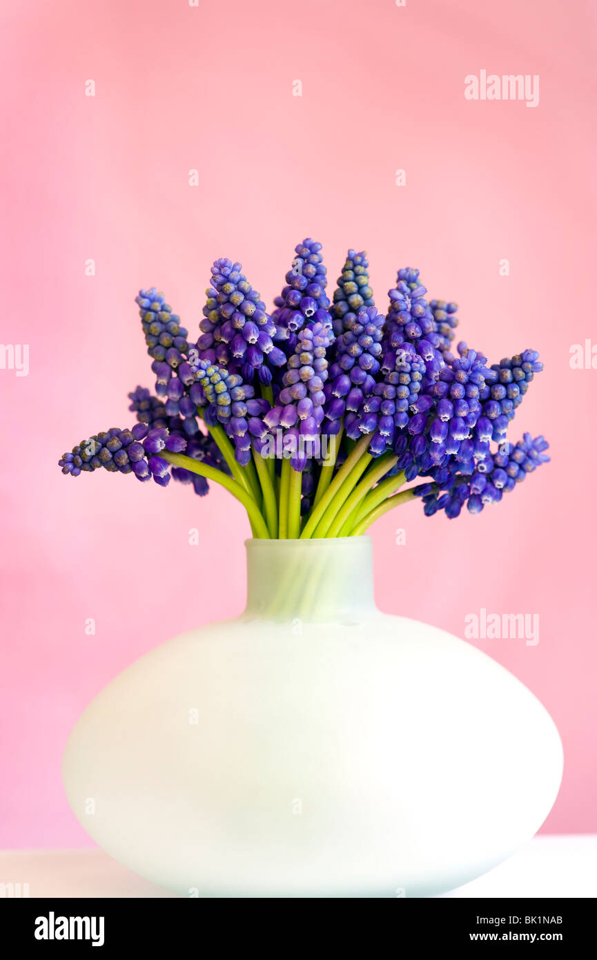 Bouquet de muscari ou muscaris dans un vase peut contre un fond rose Banque D'Images
