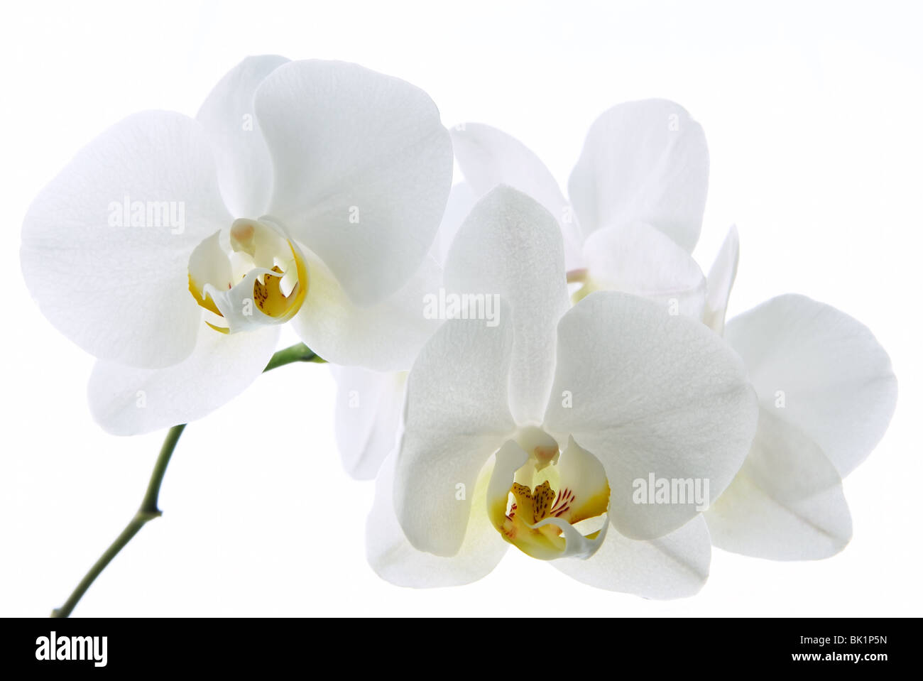 Orchidées blanc isolé sur fond blanc Banque D'Images