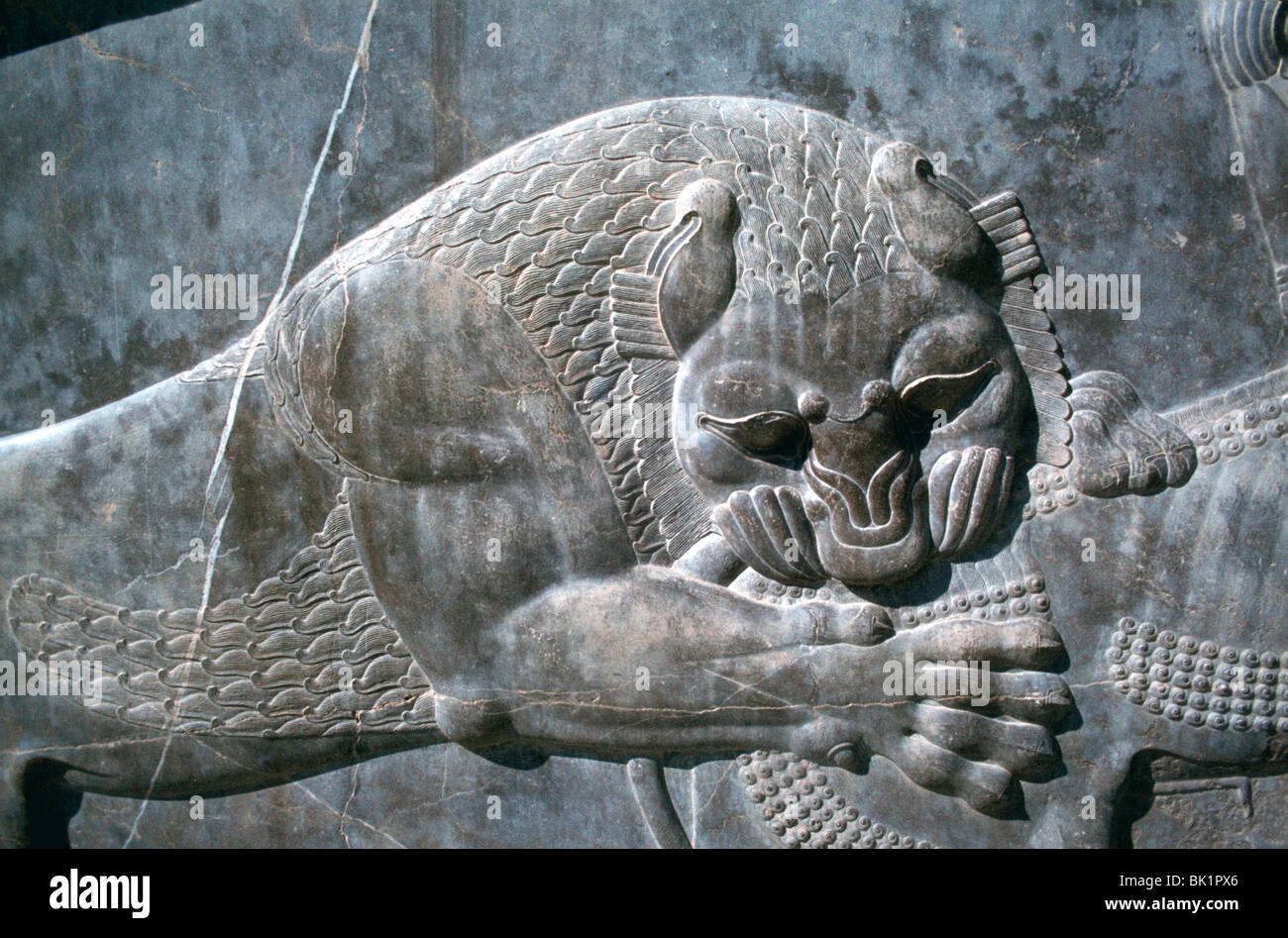 Détail d'un relief d'un lion attaquant un taureau, l'Apadana, Persepolis, Iran Banque D'Images