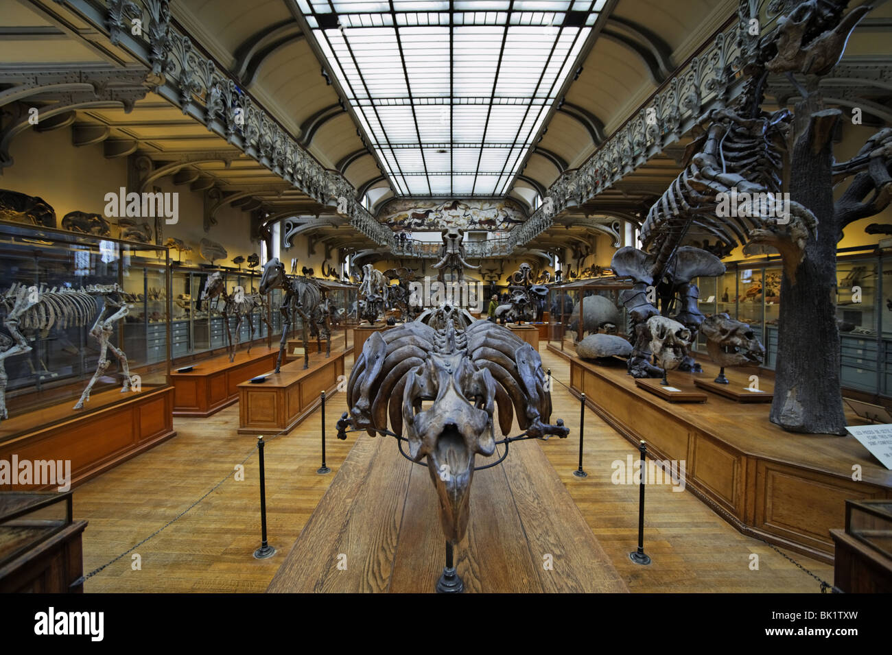 Exposition dans un musée de l'Histoire Naturelle de Paris Banque D'Images