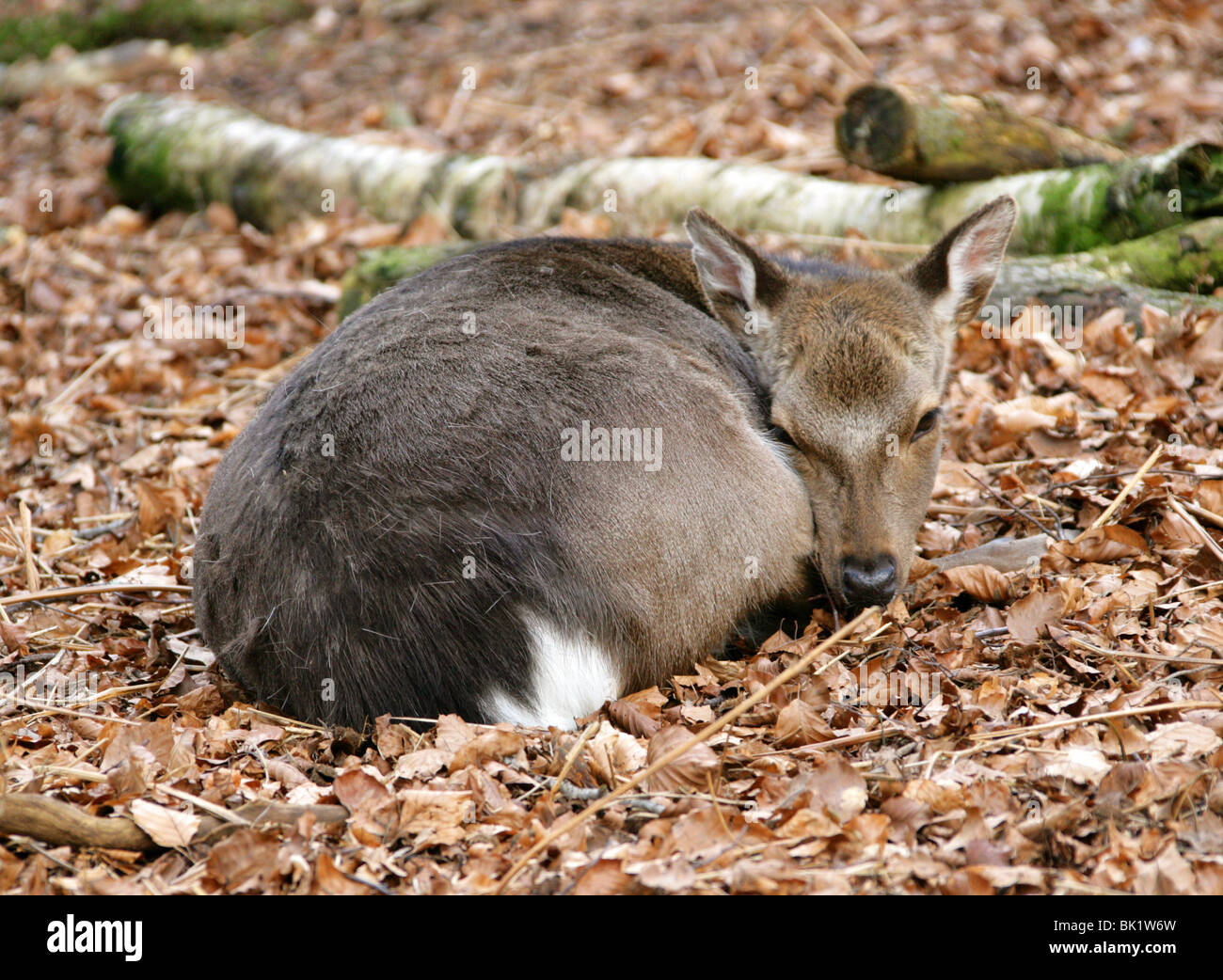 Le cerf sika, faon Cervus nippon nippon, cervid?�s Photo Stock - Alamy