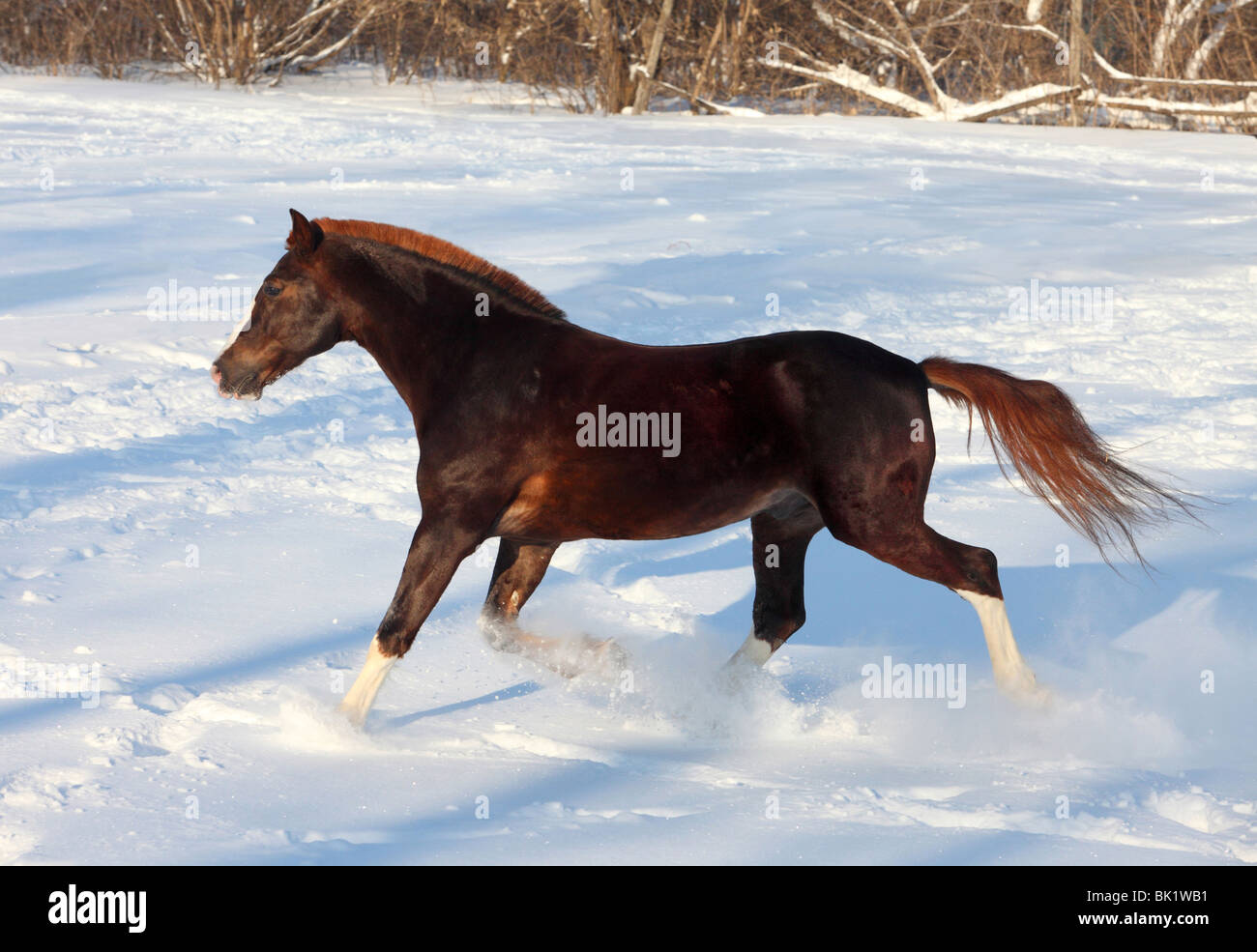 Trotting bay horse sur fond de bois d'hiver Banque D'Images