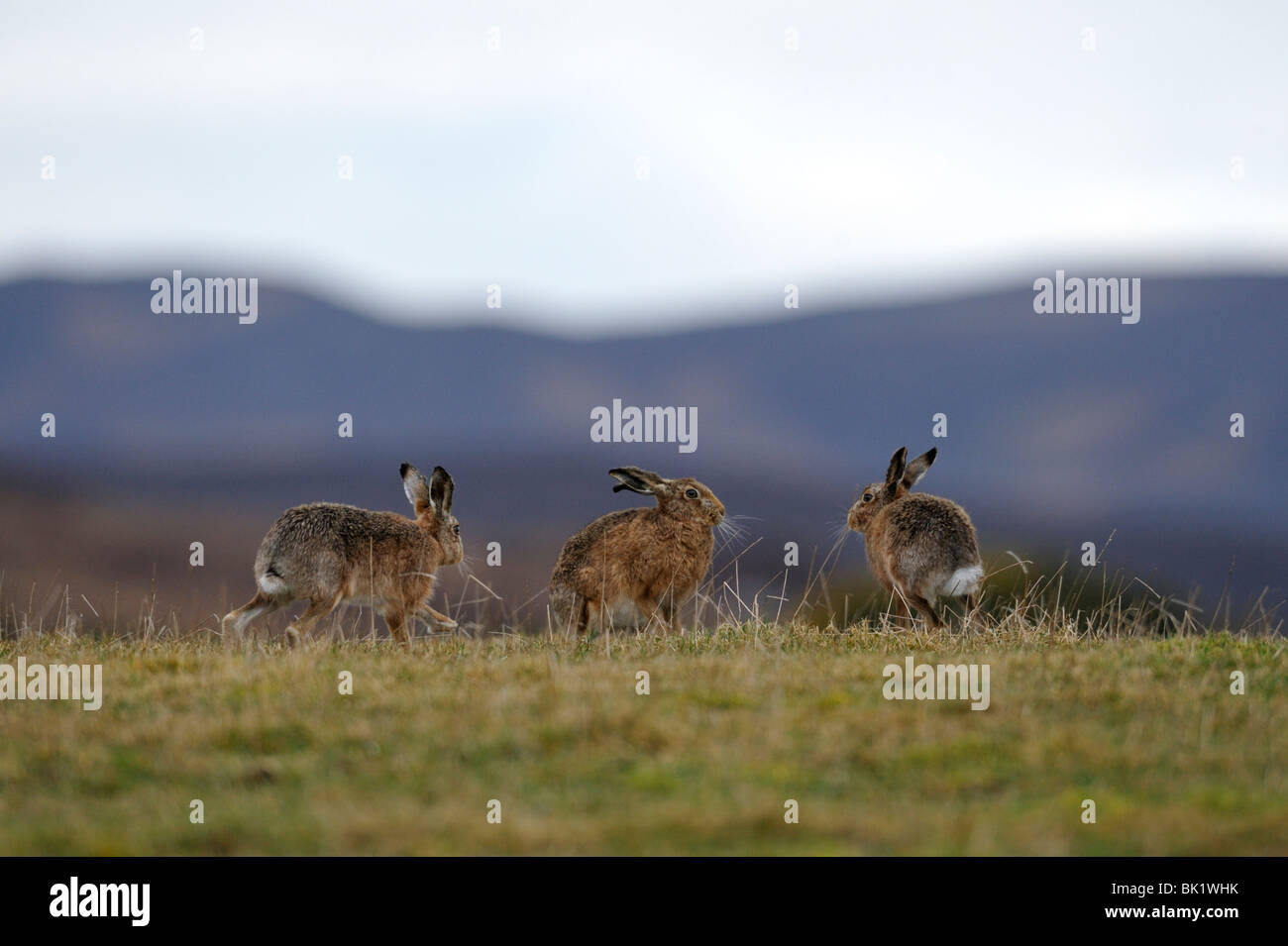 Lièvre brun (Lepus europaeus) Banque D'Images