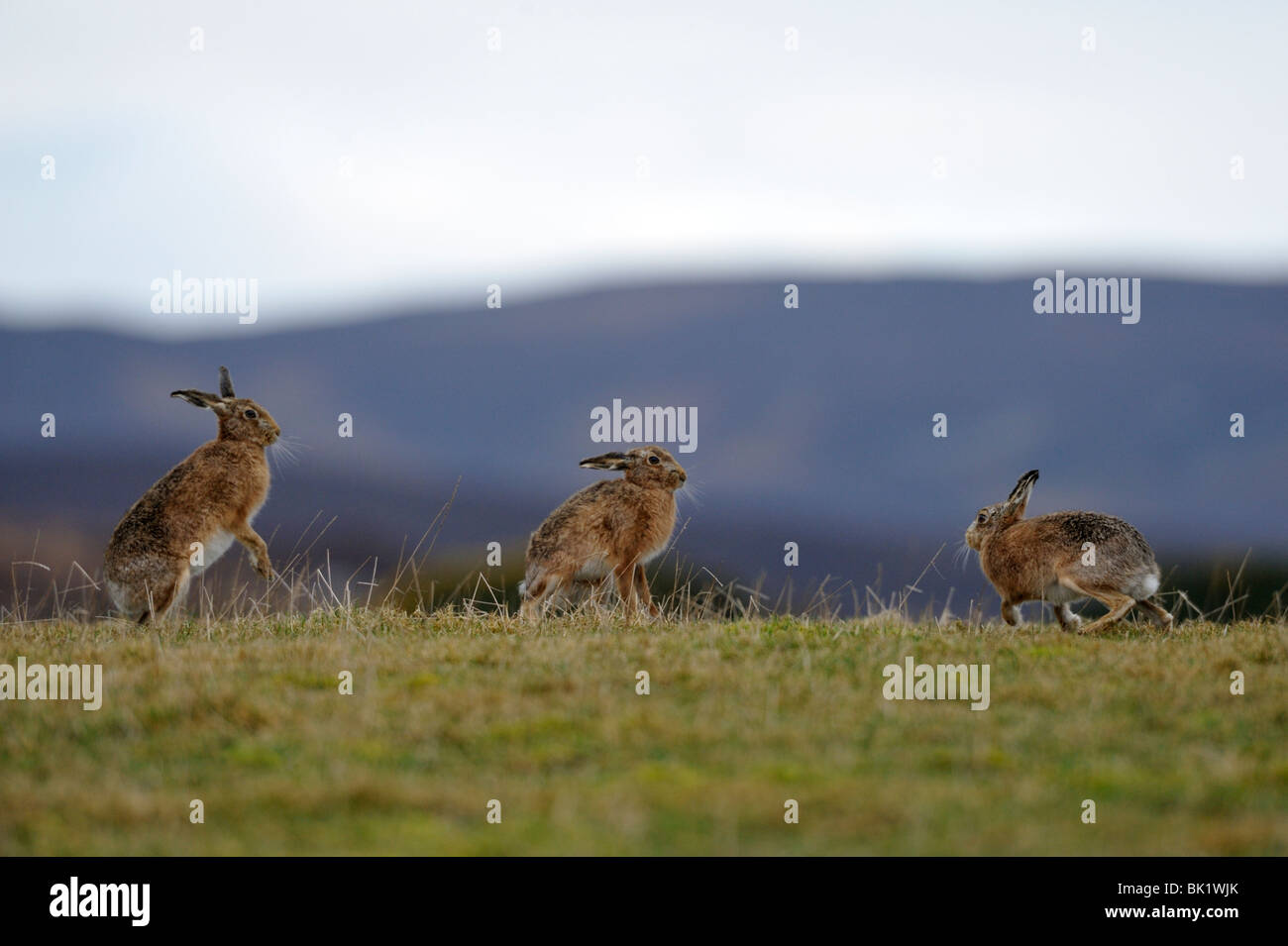 Lièvre brun (Lepus europaeus) Banque D'Images