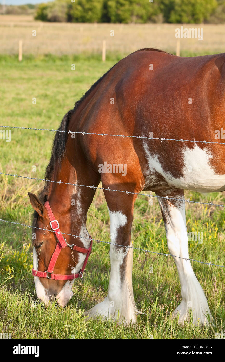 Grand mâle Clydesdale horse de brouter l'herbe. Manitoba, Canada Banque D'Images