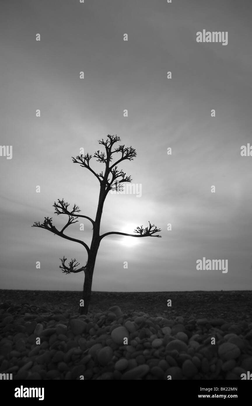 Agave fleurs séchées retour la lumière dans la plage de pierres gris Banque D'Images