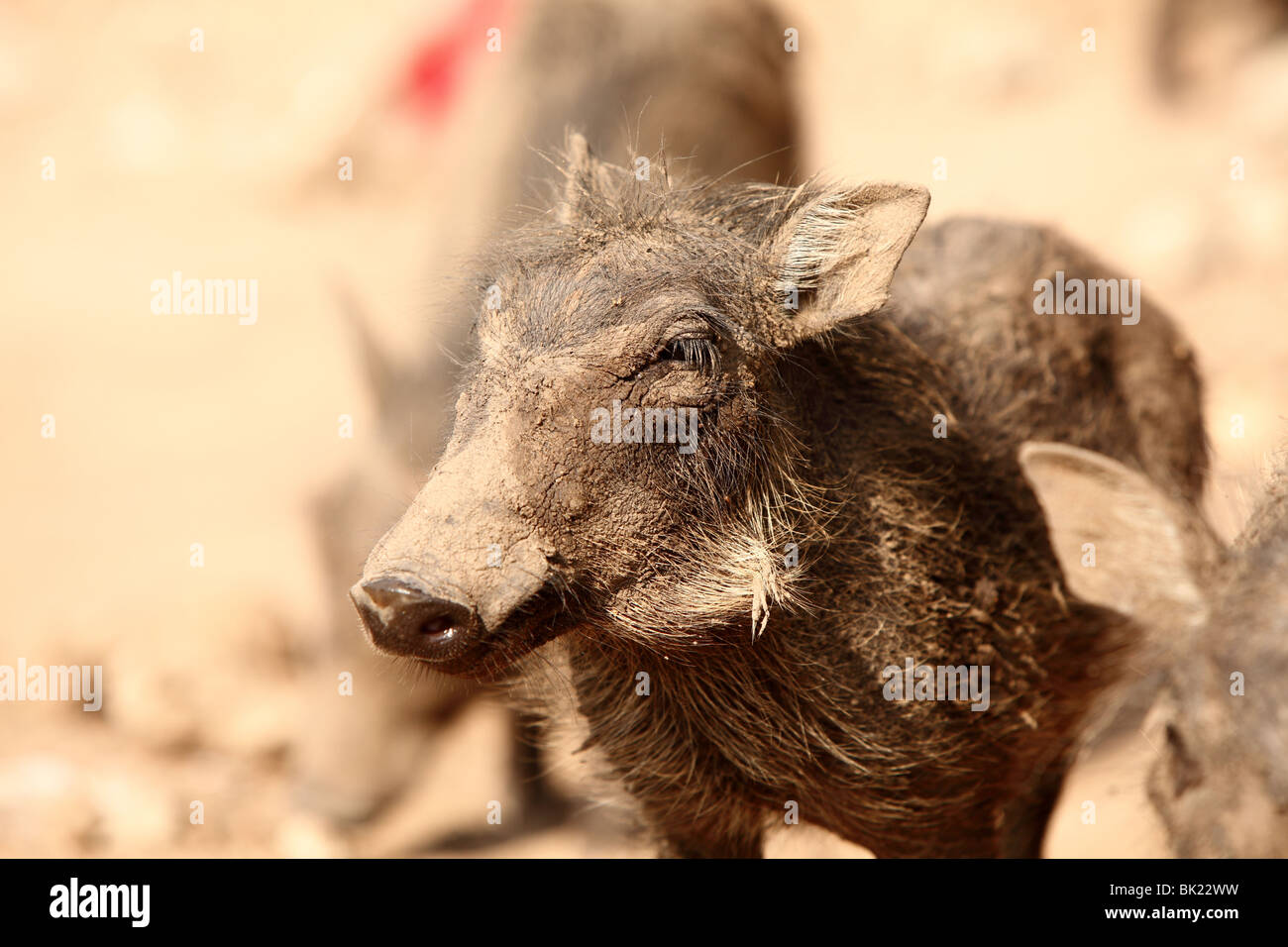 Un bébé phacochère se tient sur le côté de la route à Kasane, Botswana Banque D'Images
