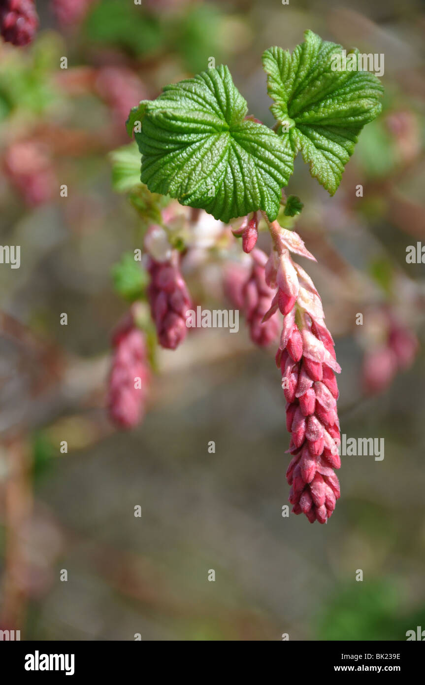 Fleurs Ribes sanguineum en herbe Mars cassis Banque D'Images