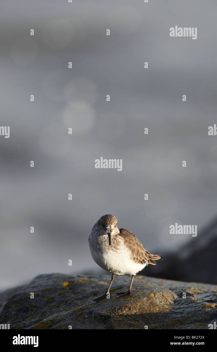 Le Bécasseau variable (Calidris alpina) perching on rock Banque D'Images