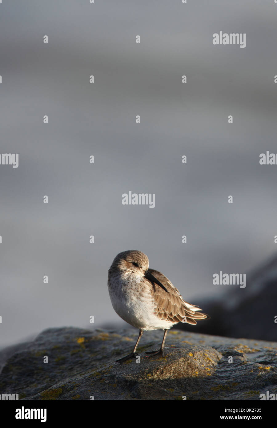 Le Bécasseau variable (Calidris alpina) perching on rock Banque D'Images