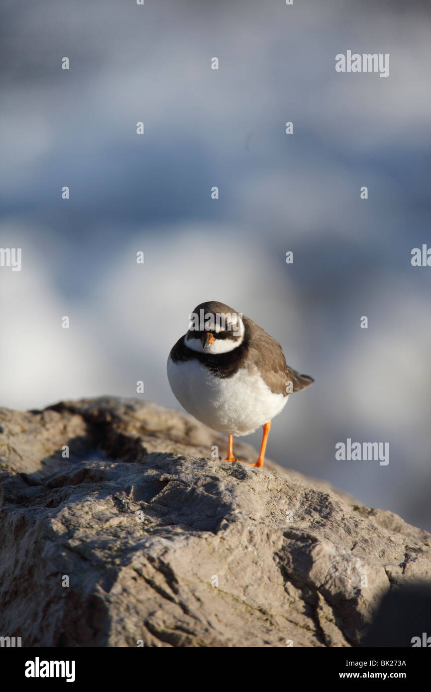 Ringed Plover (Charadrius hiaticula) perching on rock vue avant Banque D'Images